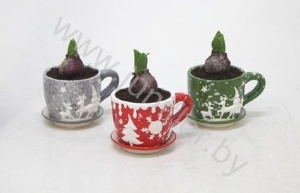 Гиацинт Cup Rendier Groen_Rood 9+Hyacint