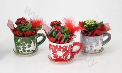 Каланхоэ Cup Rendier Groen/Rood/Grijs+Kalanchoe