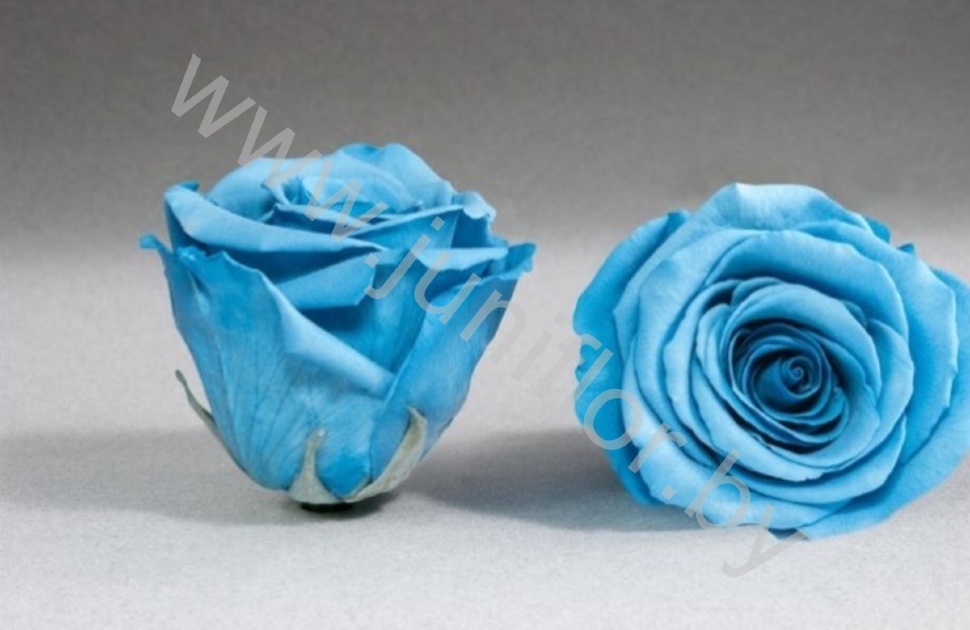 Стабилизированная роза Rose pr BLU-01