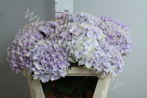 Гортензия Hydrangea Lavender