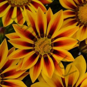 Гацания Gazania New Day Stripe 
