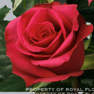 Роза Cherry O