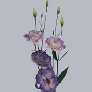 Эустома Mariachi Misty Blue