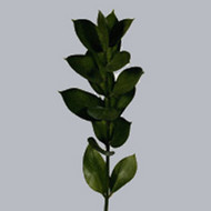 Зелень Ruscus