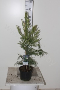 Криптомерия Cryptomeria Cristata