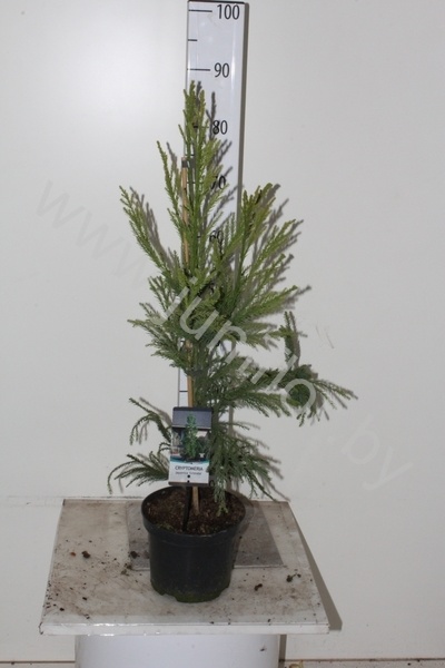 Криптомерия Cryptomeria Cristata