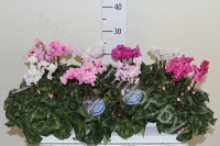 Цикламен Cyclamen Merengue Gemengd
