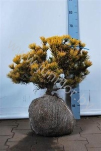 Ель Pinus Winter Gold