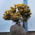 Ель Pinus Winter Gold Ель Pinus Winter Gold