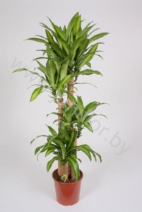 Драцена Dracaena Massangeana 120-90-60-30