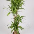 Драцена Dracaena Massangeana 120-90-60-30 Драцена Dracaena Massangeana 120-90-60-30