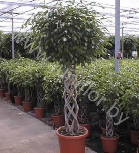 Фикус Ficus Exotica Cylinder