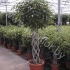 Фикус Ficus Exotica Cylinder Фикус Ficus Exotica Cylinder