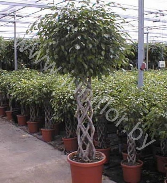 Фикус Ficus Exotica Cylinder