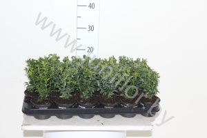 Самшит Buxus Sempervivum Bushes