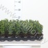 Самшит Buxus Sempervivum Bushes Самшит Buxus Sempervivum Bushes