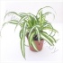 Хлорофитум Chlorophytum Atlantic Хлорофитум Chlorophytum Atlantic