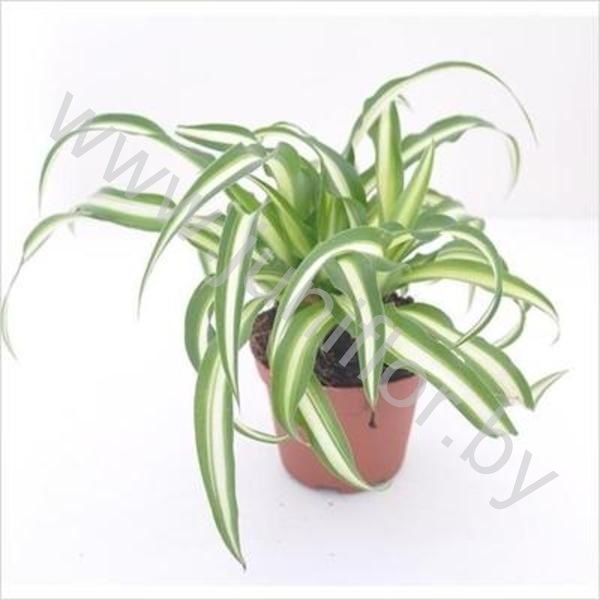 Хлорофитум Chlorophytum Atlantic