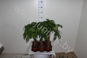 Пахира Pachira Aquatica