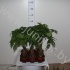 Пахира Pachira Aquatica