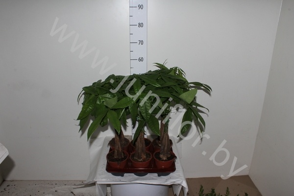 Пахира Pachira Aquatica