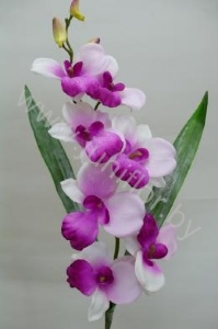 Дендробиум Dendrobium Pink