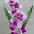Дендробиум Dendrobium Pink