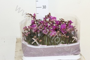 Фаленопсис Phal Mini 2stem