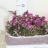 Фаленопсис Phal Mini 2stem Фаленопсис Phal Mini 2stem