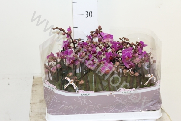 Фаленопсис Phal Mini 2stem