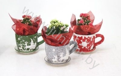 Каланхоэ Cup Rendier Groen_Rood_Grijs+Kalanchoe