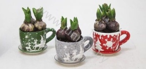 Гиацинт Cup Rendier Groen/Rood 9+Hyacint