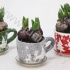 Гиацинт Cup Rendier Groen/Rood 9+Hyacint Гиацинт Cup Rendier Groen/Rood 9+Hyacint