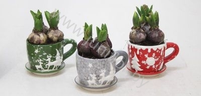Гиацинт Cup Rendier Groen/Rood 9+Hyacint
