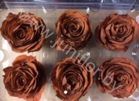 Стабилизированная роза Rose pr Brown