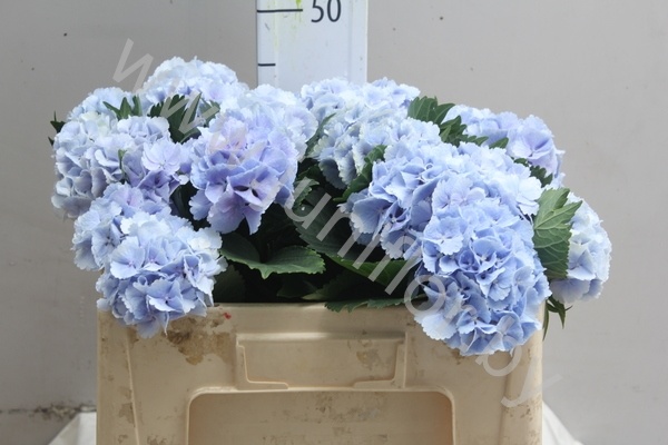 Гортензия Hydrangea Light Blue