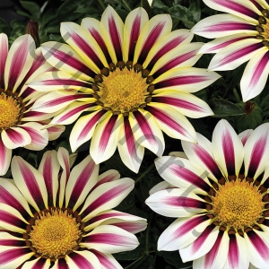 Гацания Gazania Splendens Big Kiss White Stripe 