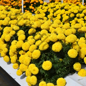 Тагетес Крупноцветковый Tagetes 