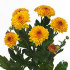 Lollipop_yellow.jpg Lollipop yellow