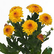 Lollipop yellow