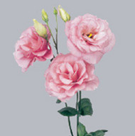 Эустома Mariachi Pink