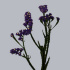 Statice_Crystal_Dark_Blue.jpg Зелень Statice Crystal Dark Blue