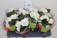 Бегония vulcano clara