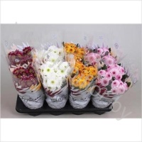 Хризантема Unique Mix