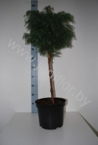 Криптомерия Cryptomeria Elegans Viridis Op Stam