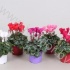 Цикламен Cyclamen Met Glitters Цикламен Cyclamen Met Glitters