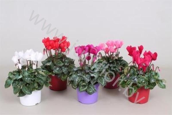 Цикламен  Cyclamen Met Glitters