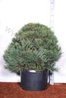 Ель Pinus Watereri