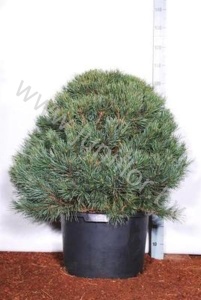 Ель Pinus Watereri