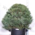 Ель Pinus Watereri Ель Pinus Watereri
